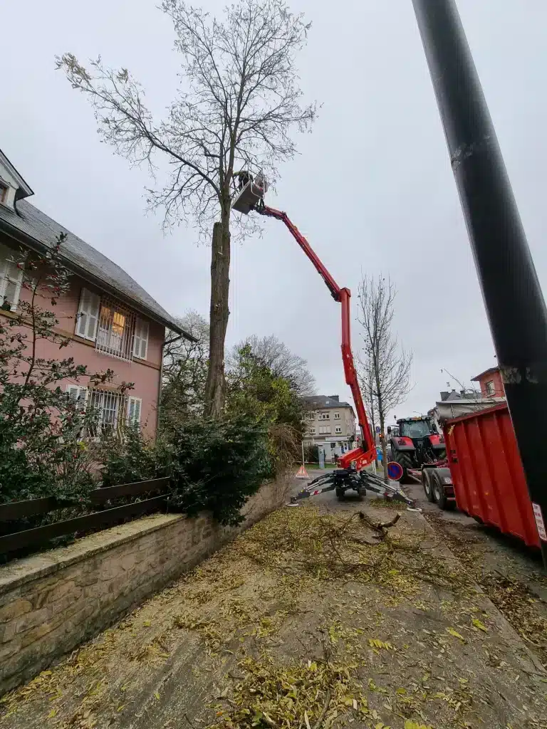 Travaux d'élagage en grande hauteur.